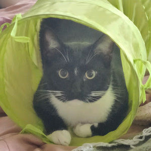 Meet your Posher, Siva gregory